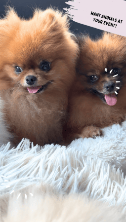Patacake Paws Cuddles & Wellness - Photo 9