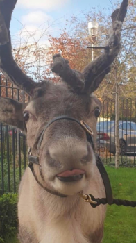 Reindeer Hire