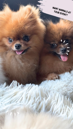 Patacake Paws Cuddles & Wellness - Photo 9